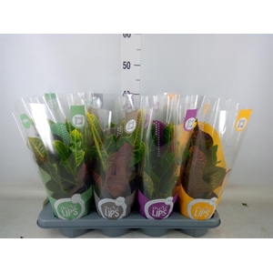 Codiaeum var. GR 'Excellent'