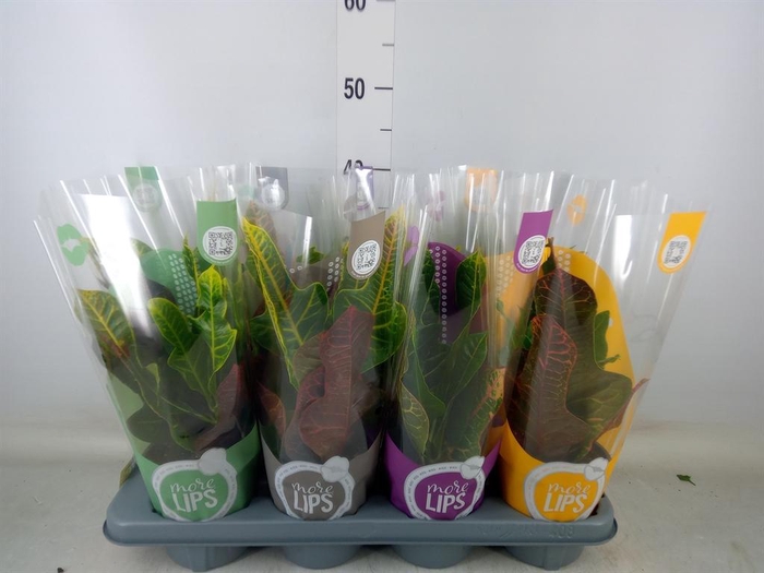 <h4>Codiaeum var. GR 'Excellent'</h4>