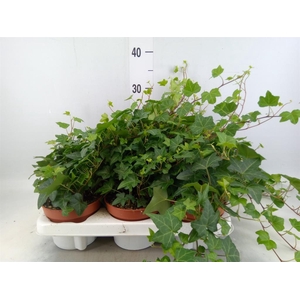 Hedera   ...green leafed