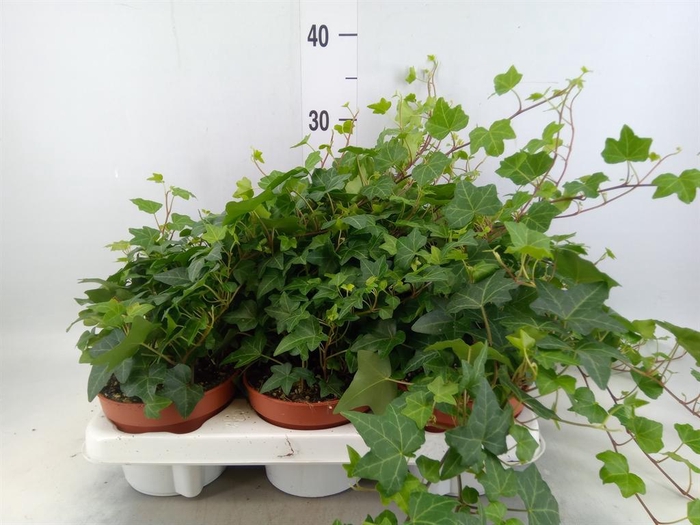 <h4>Hedera   ...green leafed</h4>