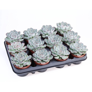 Echeveria   ...