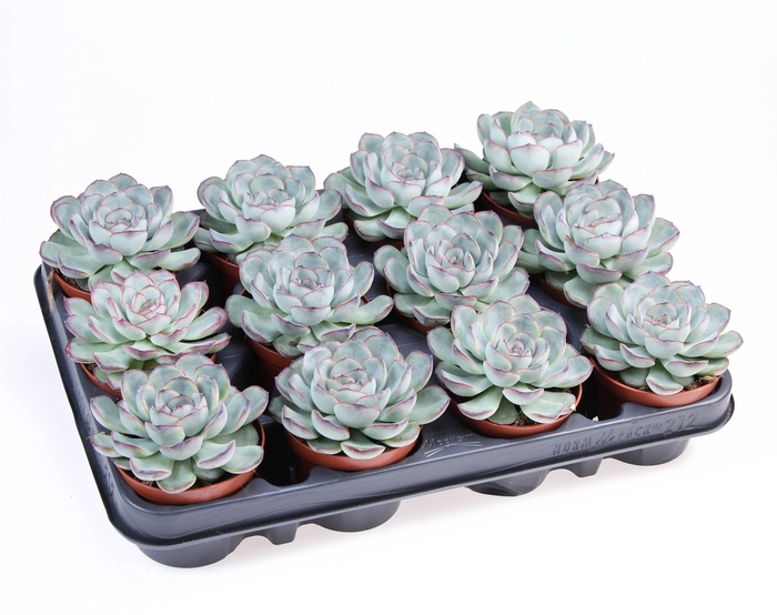 <h4>Echeveria   ...</h4>