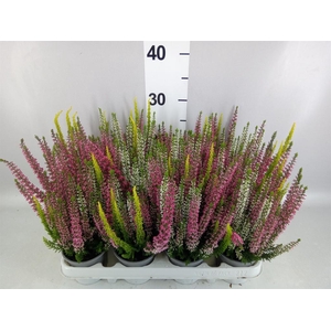 Calluna vulg. 'Beauty L'  ..mix 3/p