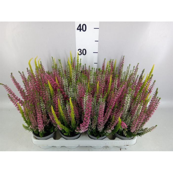 <h4>Calluna vulg. 'Beauty L' ..mix 3/p</h4>