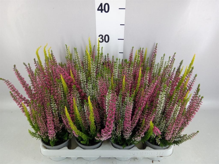 Calluna vulg. 'Beauty L'  ..mix 3/p