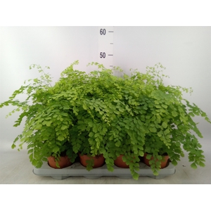 Adiantum raddi. 'Fragrans'