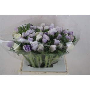 Anem Mistral Super Nebbia