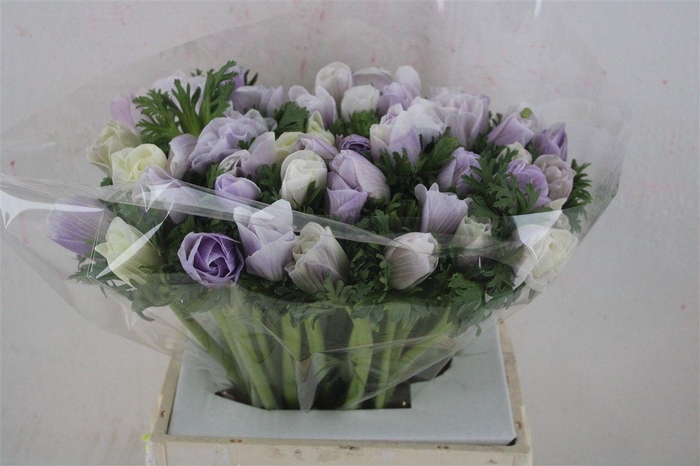 <h4>Anem Mistral Super Nebbia</h4>