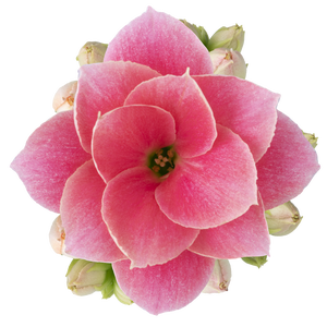 KALANCHOE BLOSSFELDIANA 'MINI' Calandiva - Harlow - 6cm zonder hoes