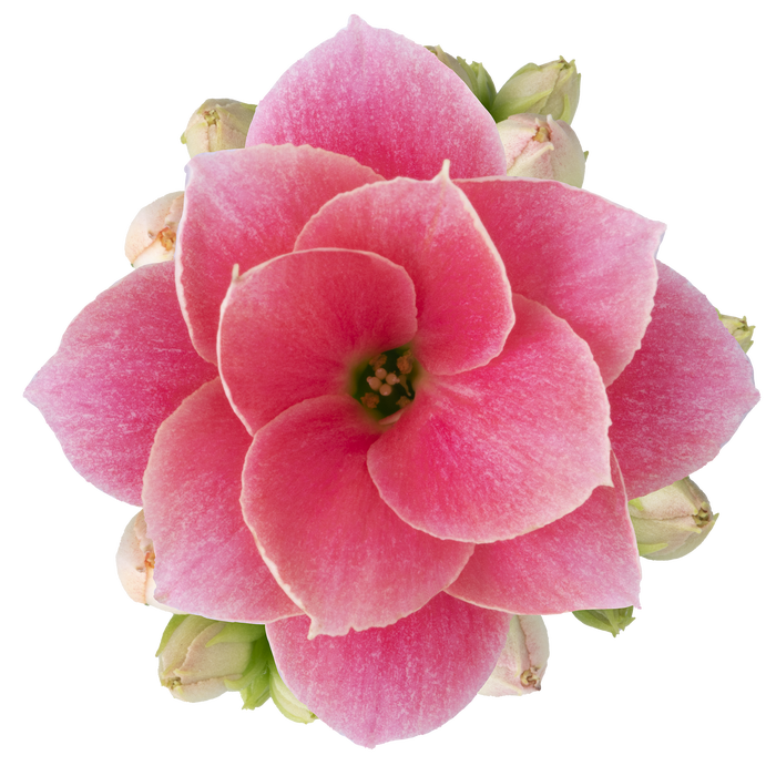 <h4>KALANCHOE BLOSSFELDIANA 'MINI' Calandiva - Harlow - 6cm zonder hoes</h4>