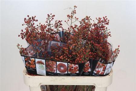 <h4>Rosa Ouverture 70cm</h4>