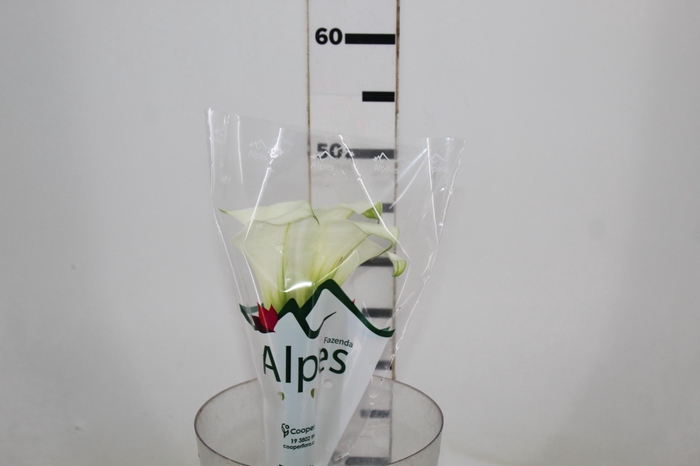 <h4>CALLAS VENTURA 040 CM</h4>