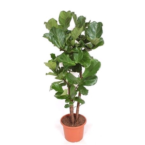 Ficus Lyrata Vertakt