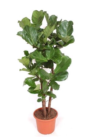 <h4>Ficus Lyrata Vertakt</h4>