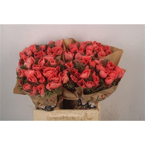 Anemone Powder Salmon Fonce