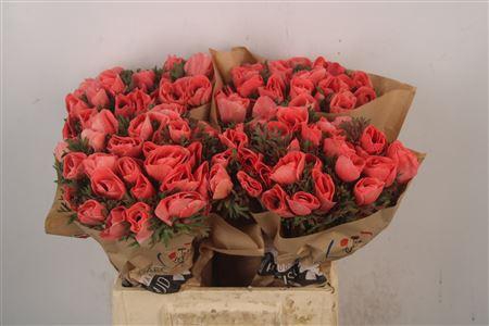 <h4>Anemone Powder Salmon Fonce</h4>