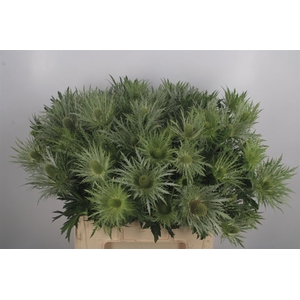 Eryngium Love White Green