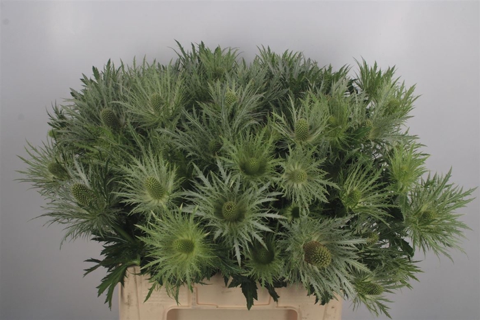 <h4>Eryngium Love White Green</h4>