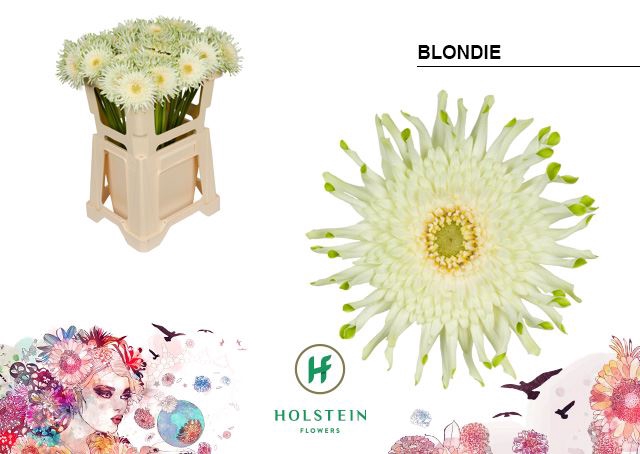 <h4>Gerbera Gerpasta Blondie</h4>