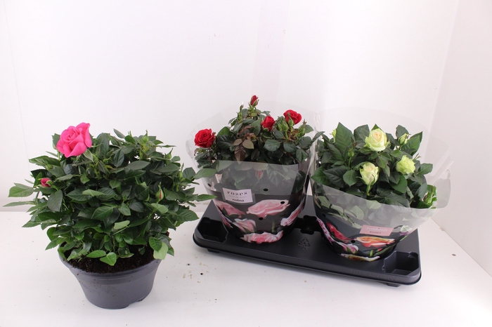 <h4>RO PATHIT MIXK</h4>