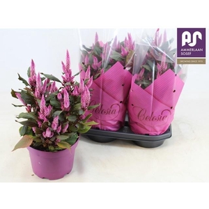 CEL WILD PINK