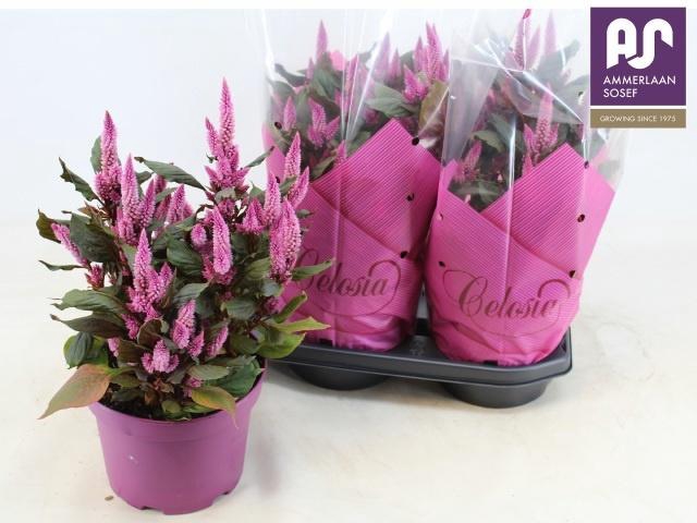 <h4>CEL WILD PINK</h4>
