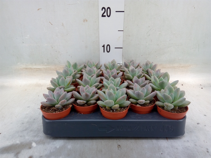 <h4>Succulents   ...</h4>