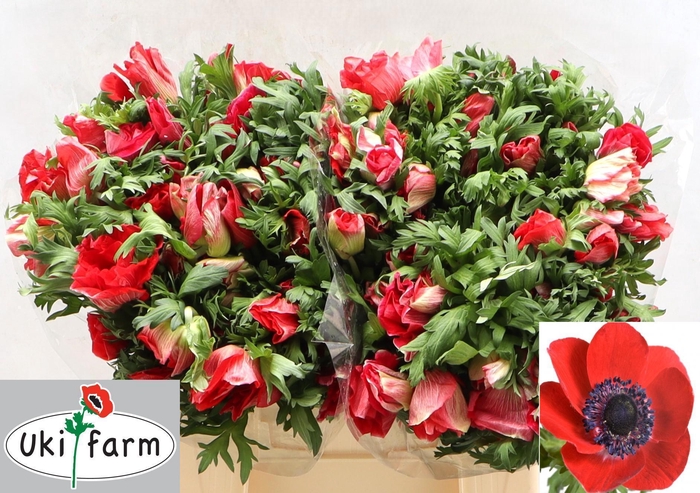 <h4>ANEM CO GALIL ROOD</h4>