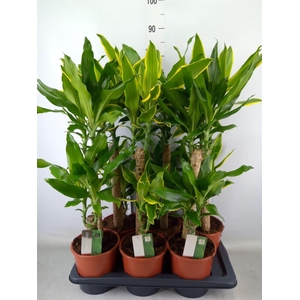 Dracaena frag.   ...mix 3