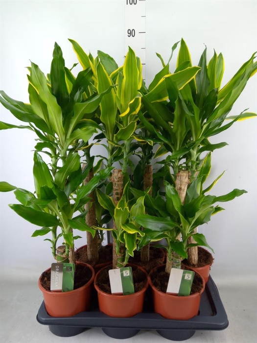 <h4>Dracaena frag.   ...mix 3</h4>