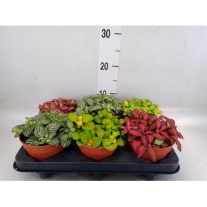 Fittonia   ...mix
