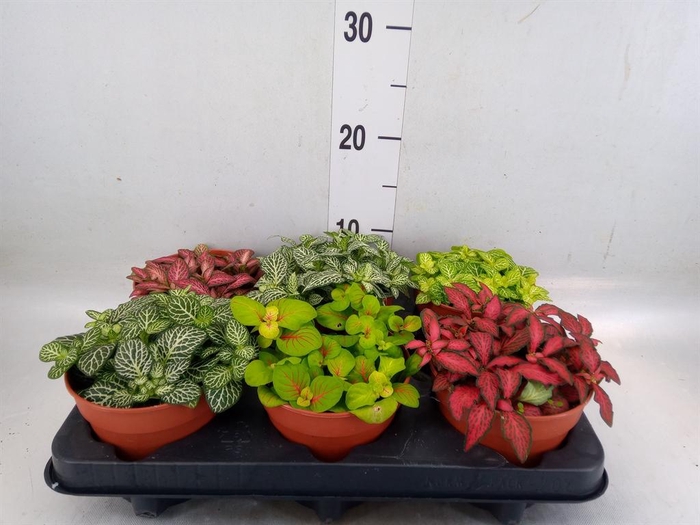 <h4>Fittonia   ...mix</h4>