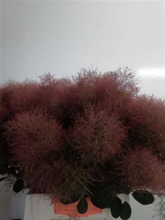 <h4>Coti C Mag Red Fount</h4>