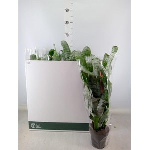 Aechmea fasciata 'Primera'