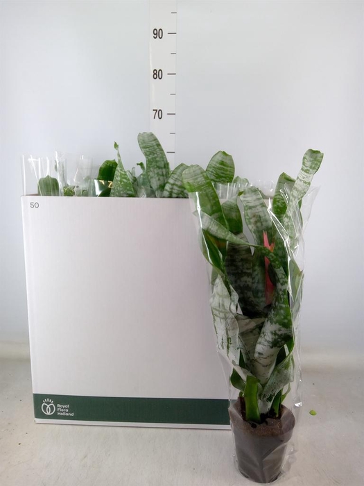 <h4>Aechmea fasciata 'Primera'</h4>