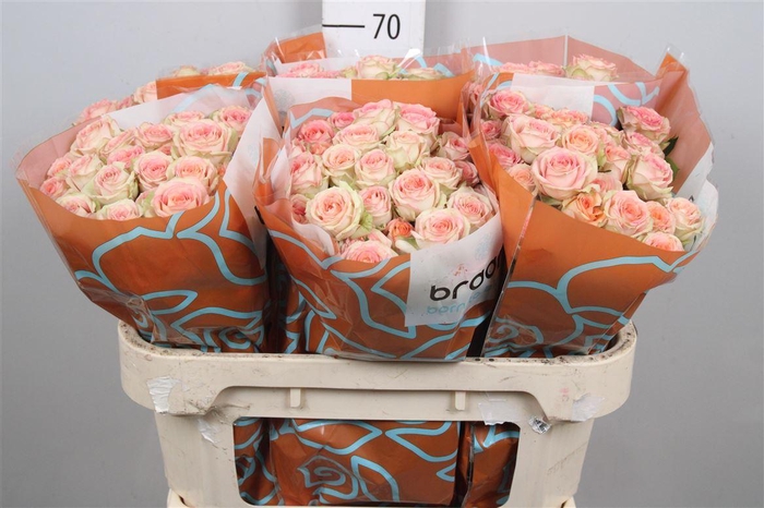 <h4>R Tr Azore X5</h4>