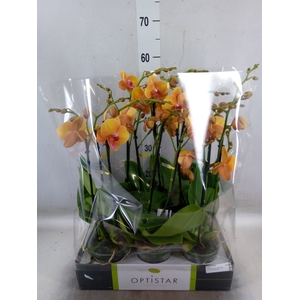 Phalaenopsis   ...orange
