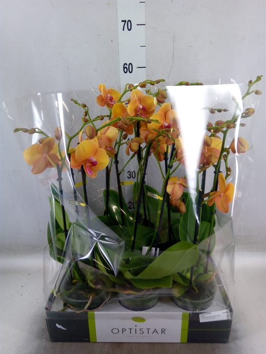 <h4>Phalaenopsis   ...orange</h4>