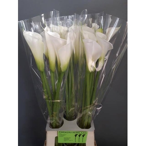 Zantedeschia ae avalanche