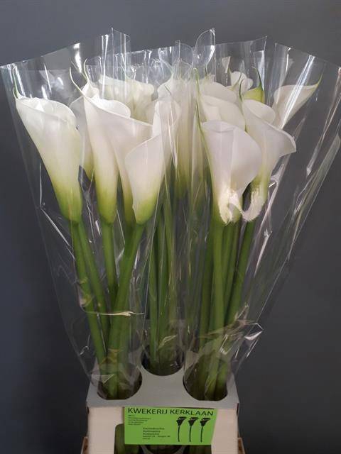<h4>Zantedeschia ae avalanche</h4>