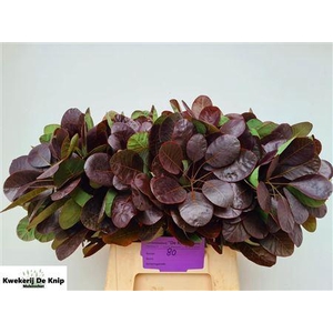 COTINUS C ROYAL PURPLE