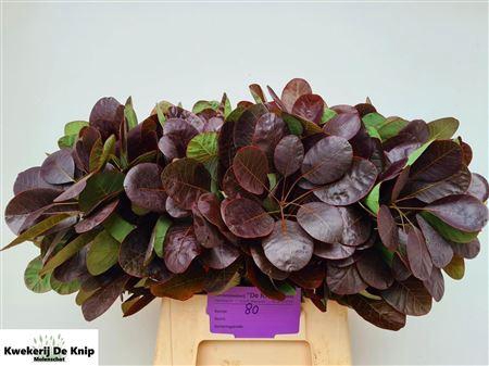 <h4>COTINUS C ROYAL PURPLE</h4>