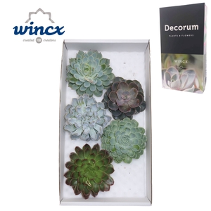 Echeveria Mix (wincx) Cutfl (5spc.) Wincx-16cm