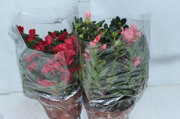 <h4>AZALEIA P20</h4>