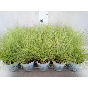 Festuca glauca 'Amigold'