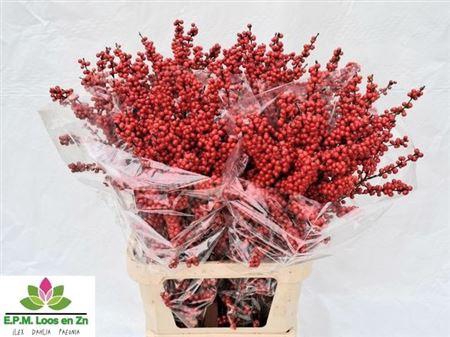 <h4>Ilex Ve Rode Bes</h4>