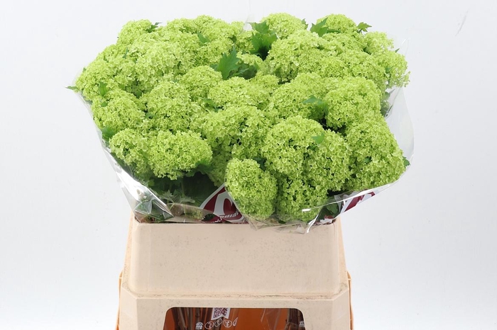 <h4>Viburnum Roseum St</h4>