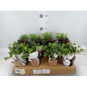 Arr. Kamerplant Groen L%