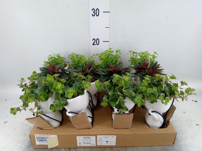 <h4>Arr. Kamerplant Groen L%</h4>