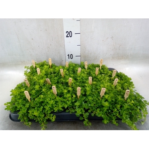 Pilea depressa
